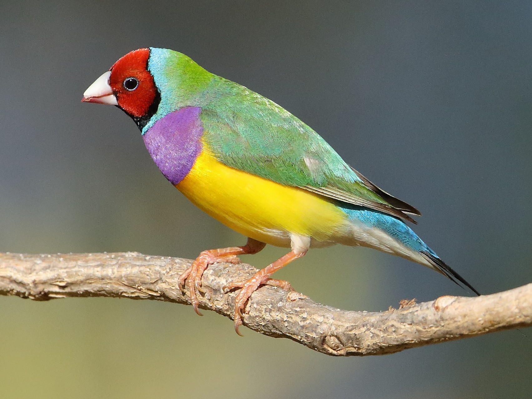 Male Gouldian finch