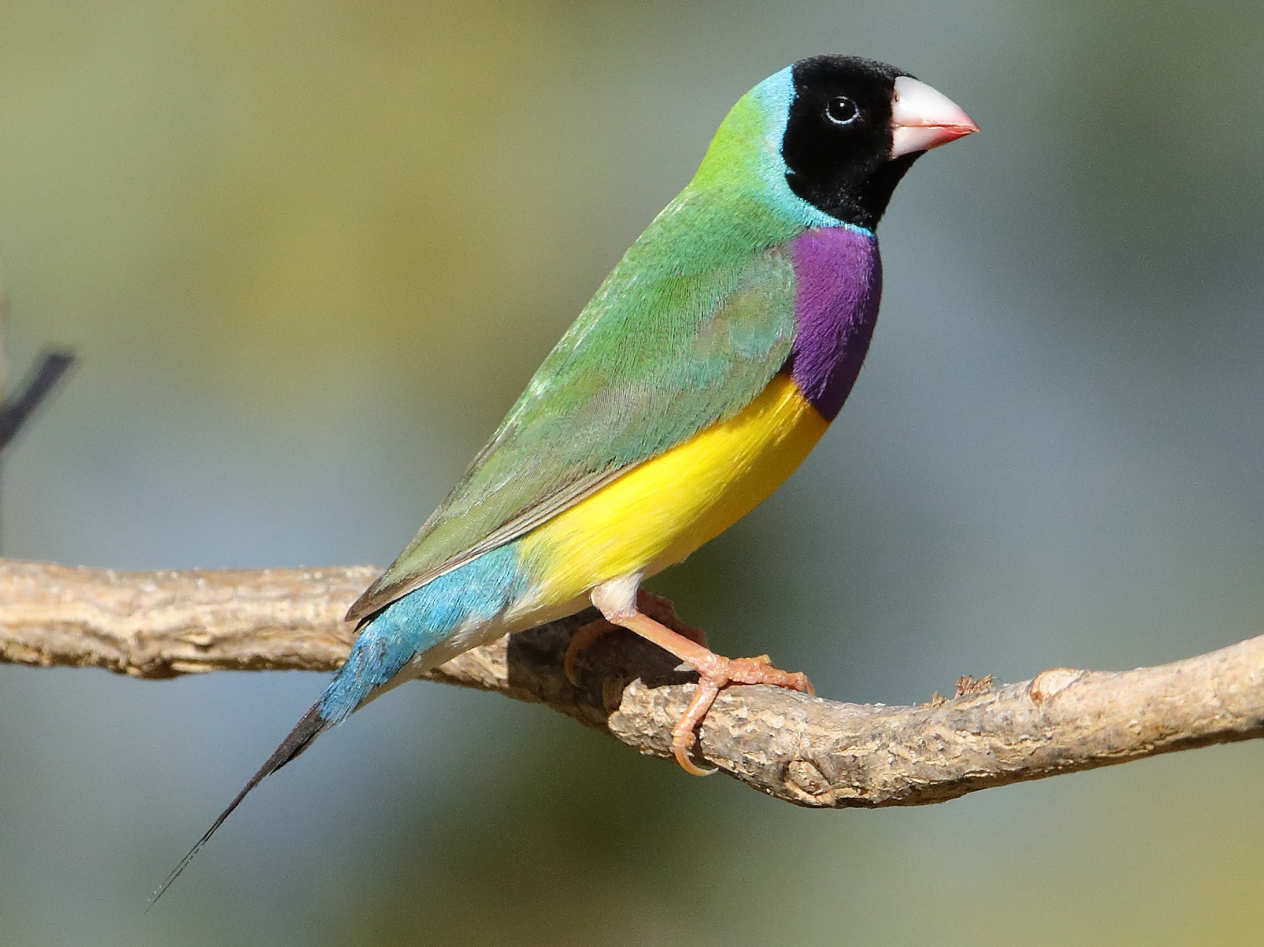 Gouldian Finch - Marc Gardner