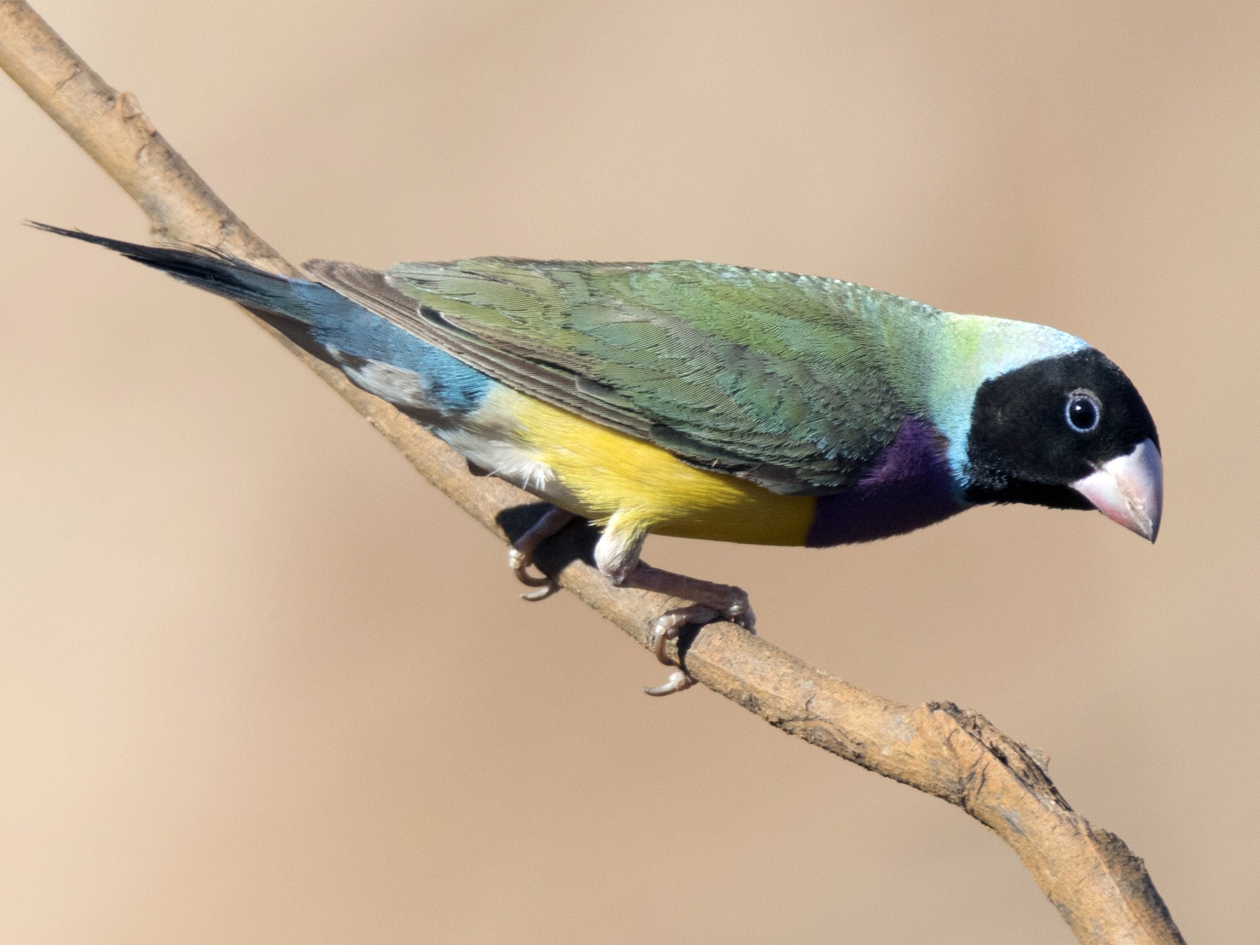 Gouldian Finch - John Cantwell