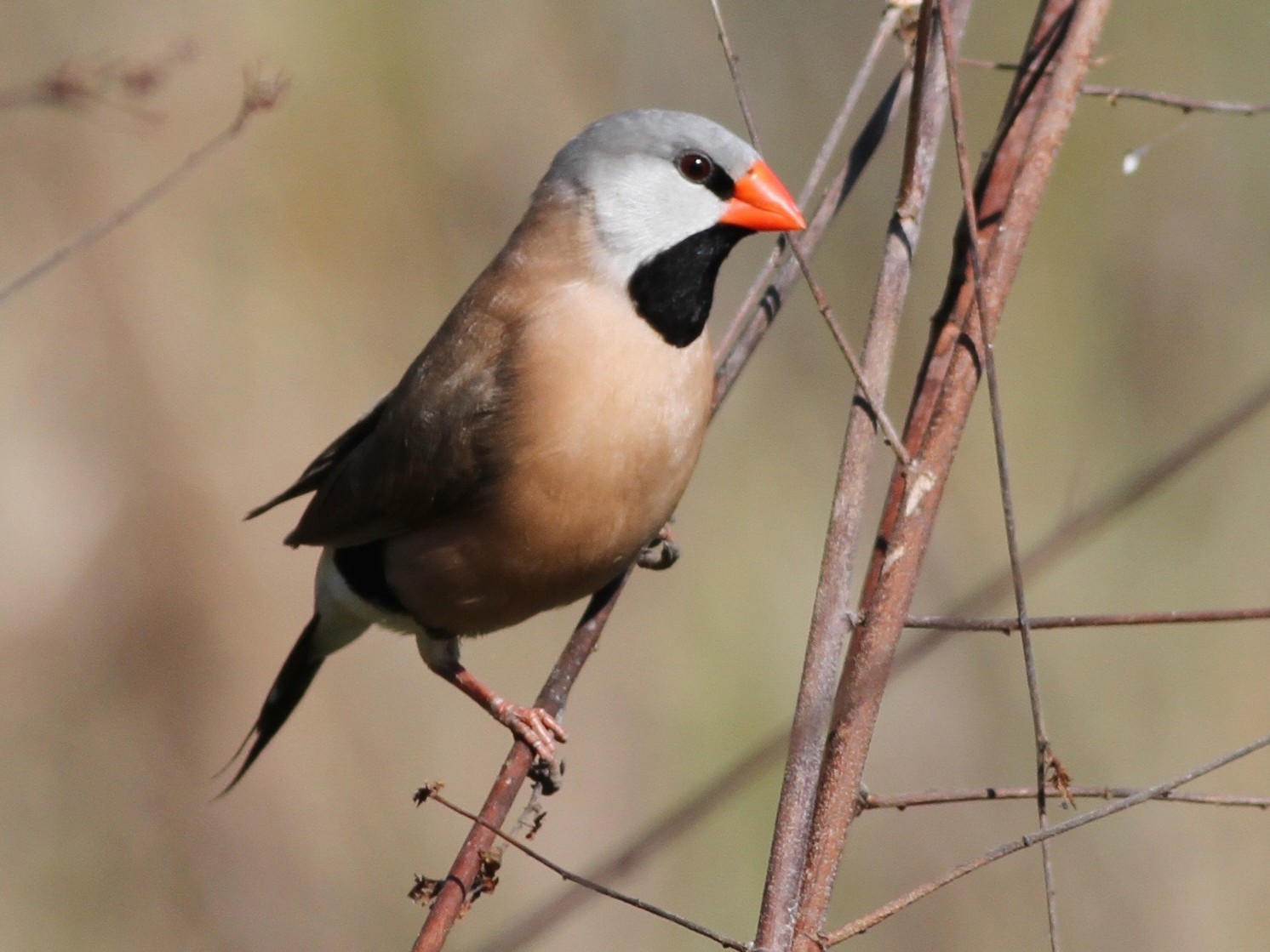 Long-tailed Finch - Chris Wiley