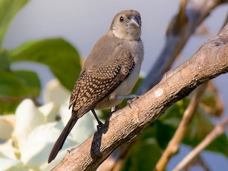 Молодая птица - Terence Alexander - ML123623641