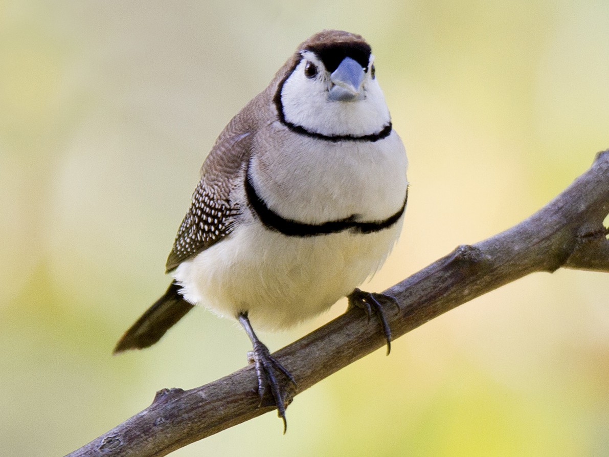 Double-barred Finch - eBird