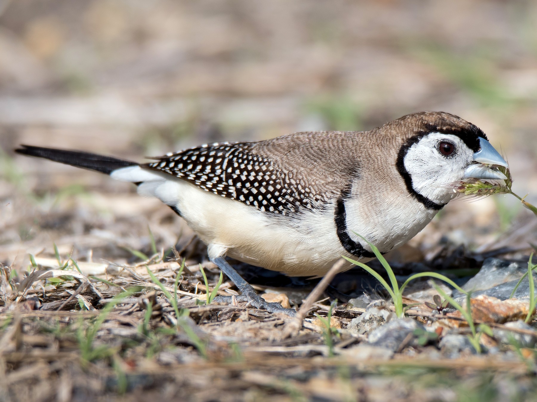 Double-barred Finch - Hayley Alexander