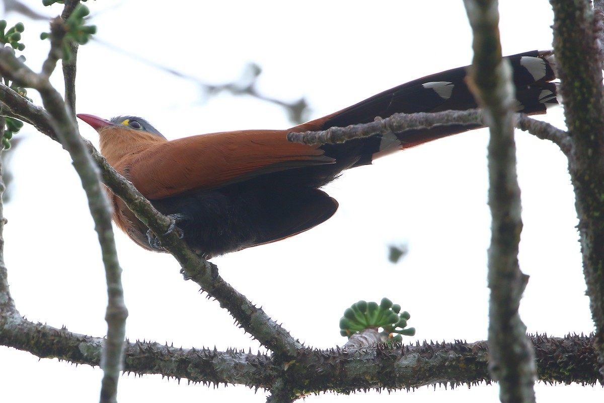 Black-bellied Cuckoo - David Bird
