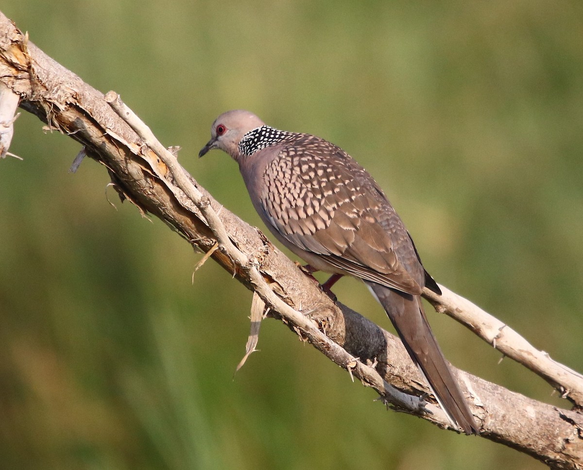 Spotted Dove - ML123625361