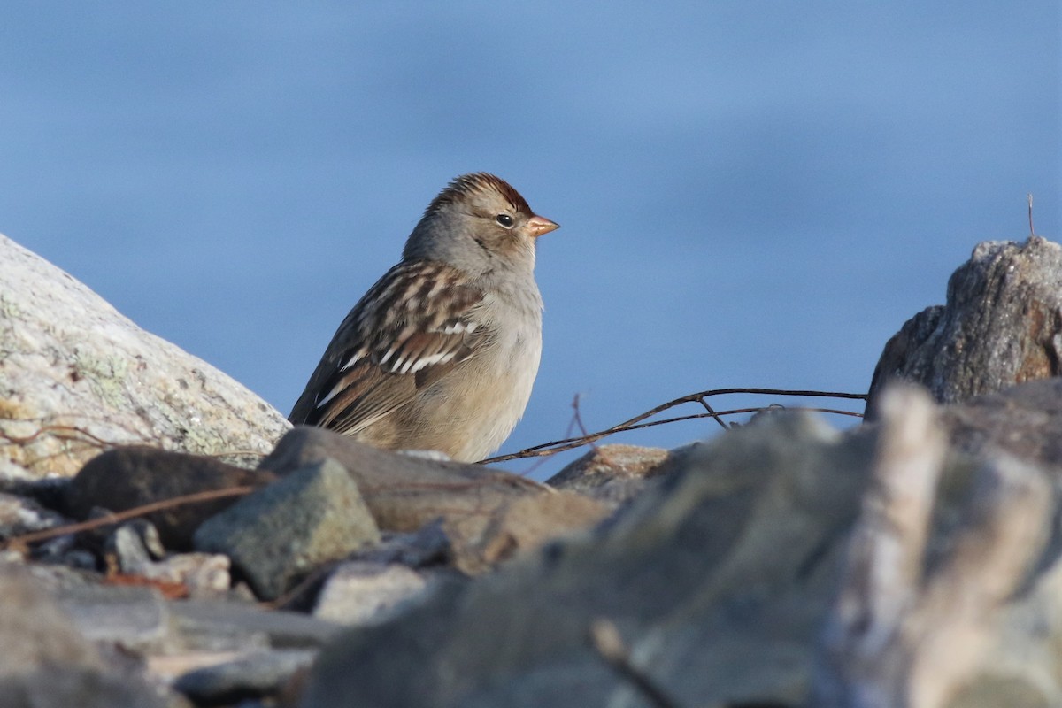White-crowned Sparrow - ML123630431