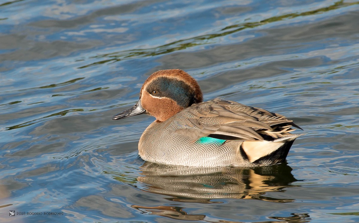 Green-winged Teal - ML123633521