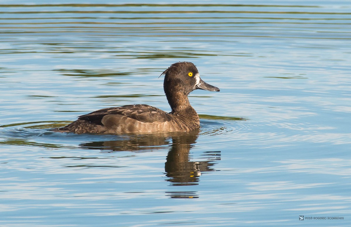 Tufted Duck - Rogério Rodrigues