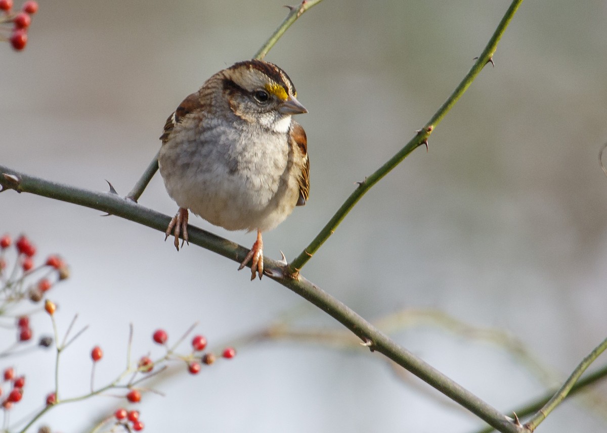 White-throated Sparrow - ML123641141