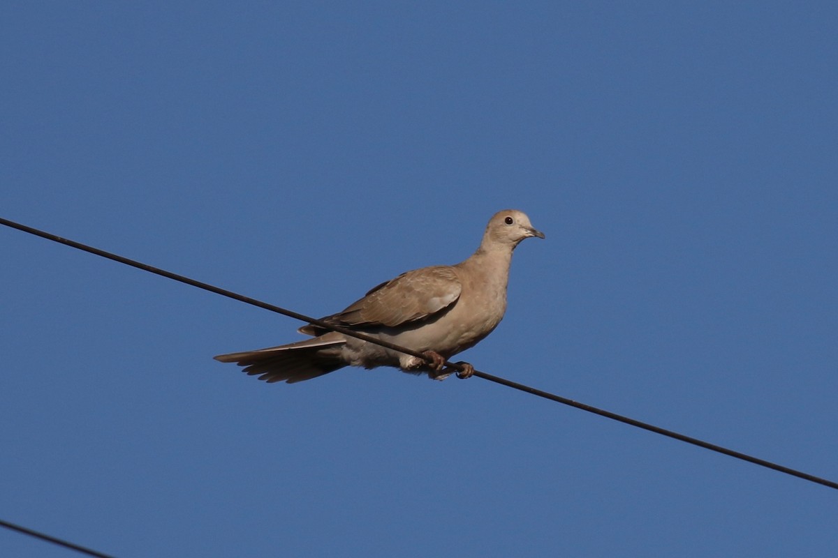 Eurasian Collared-Dove - ML123641871