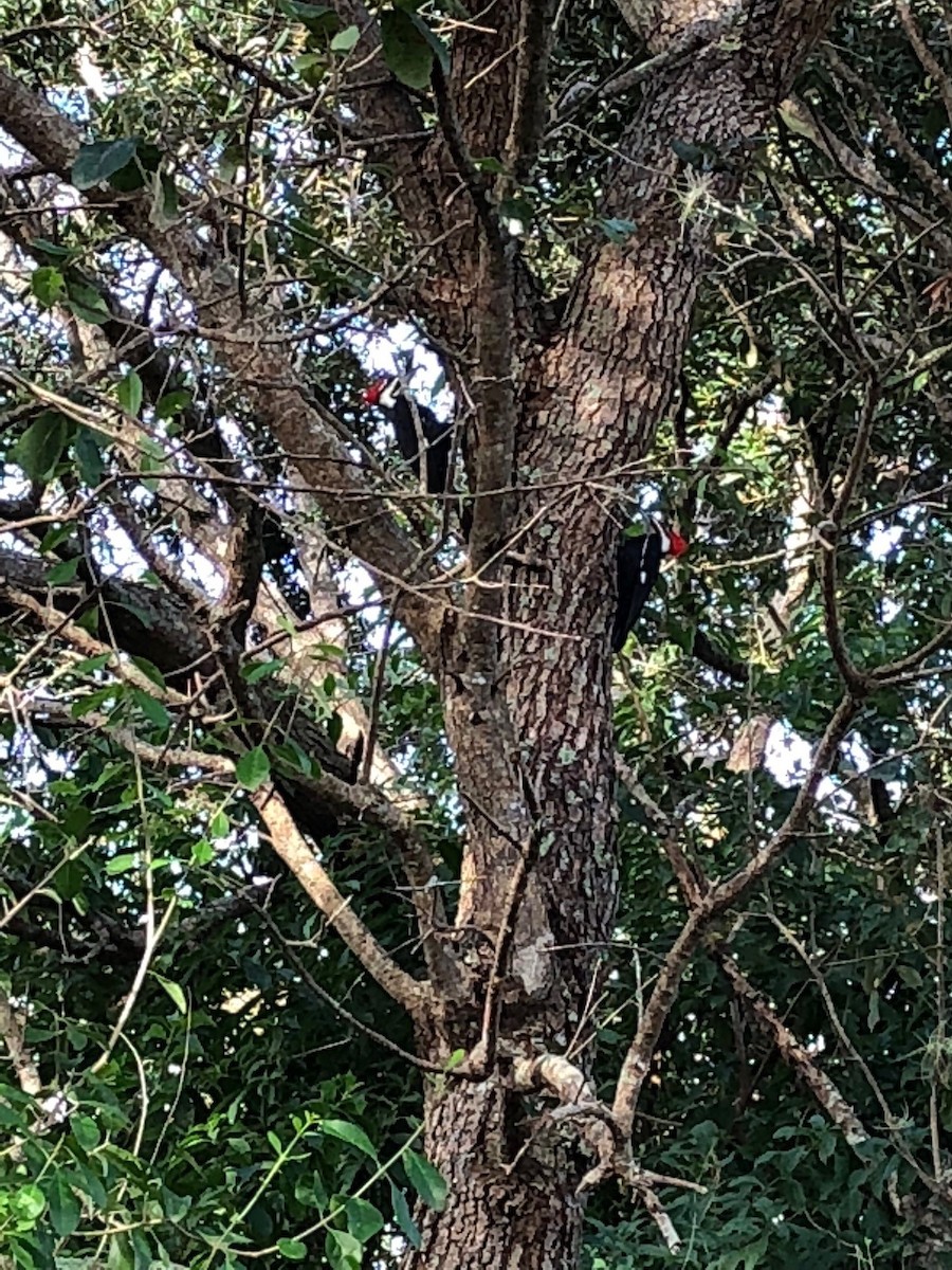 Pileated Woodpecker - pamela delagarza
