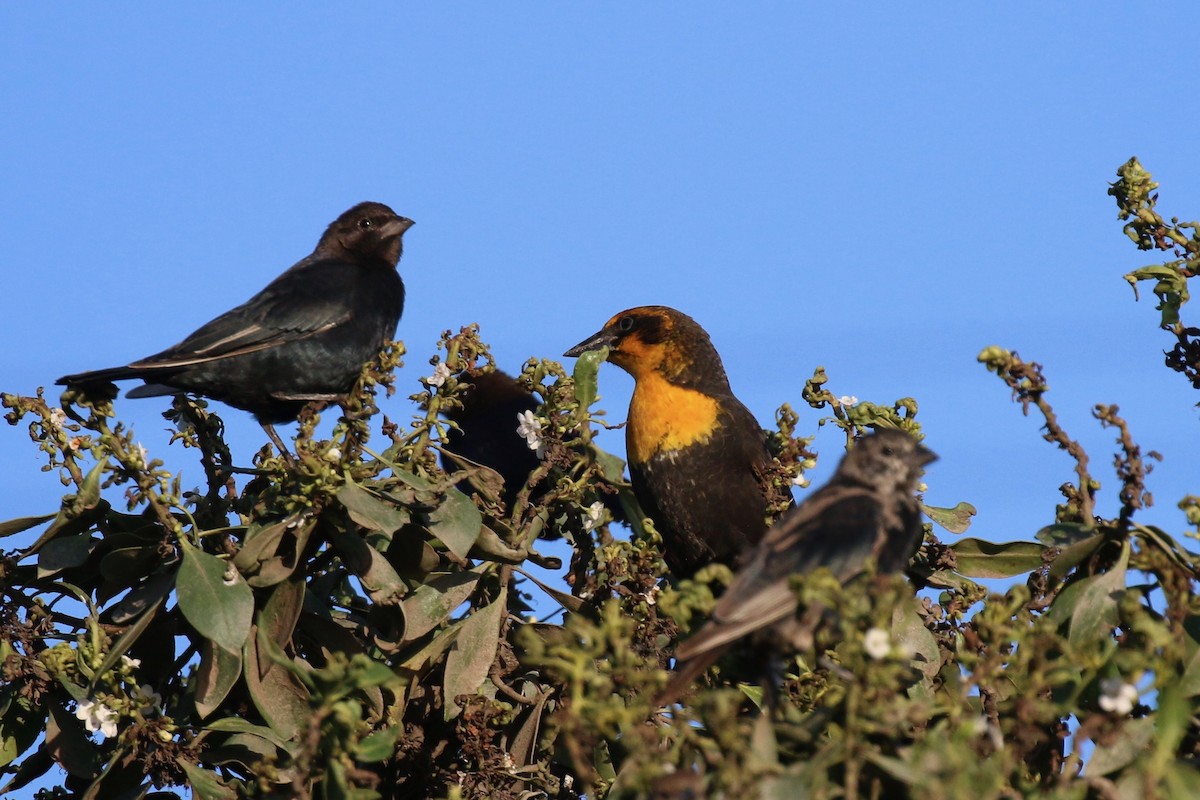 Yellow-headed Blackbird - ML123642331