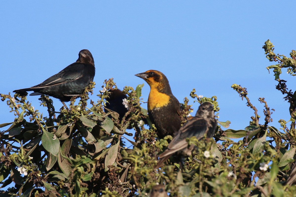 Yellow-headed Blackbird - ML123642341