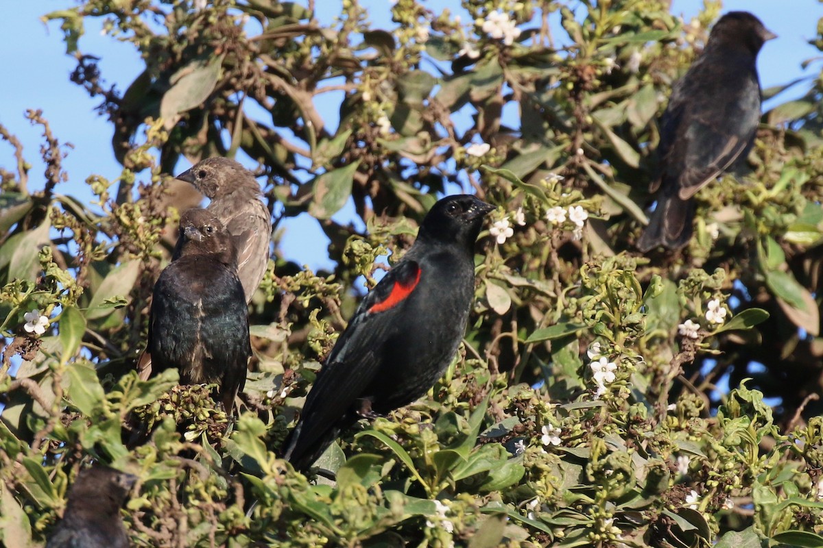 Red-winged Blackbird (California Bicolored) - Henry Burton