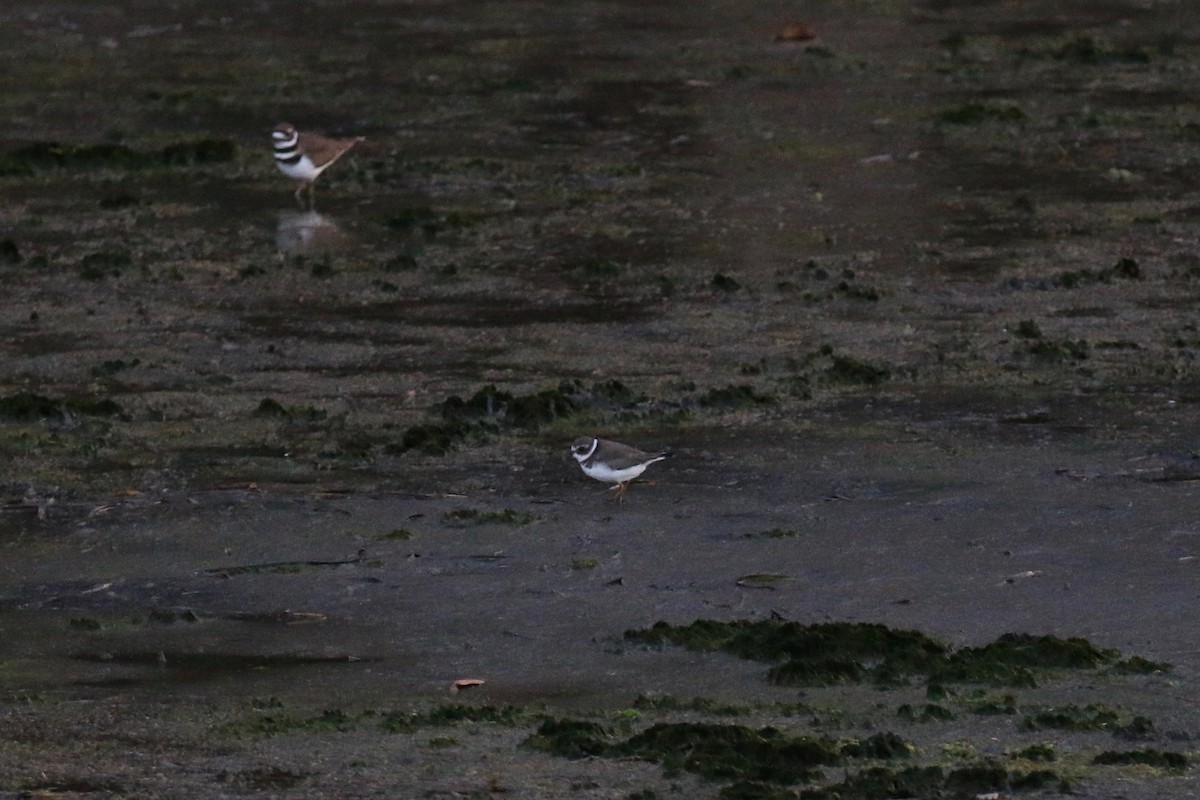 Semipalmated Plover - ML123642511