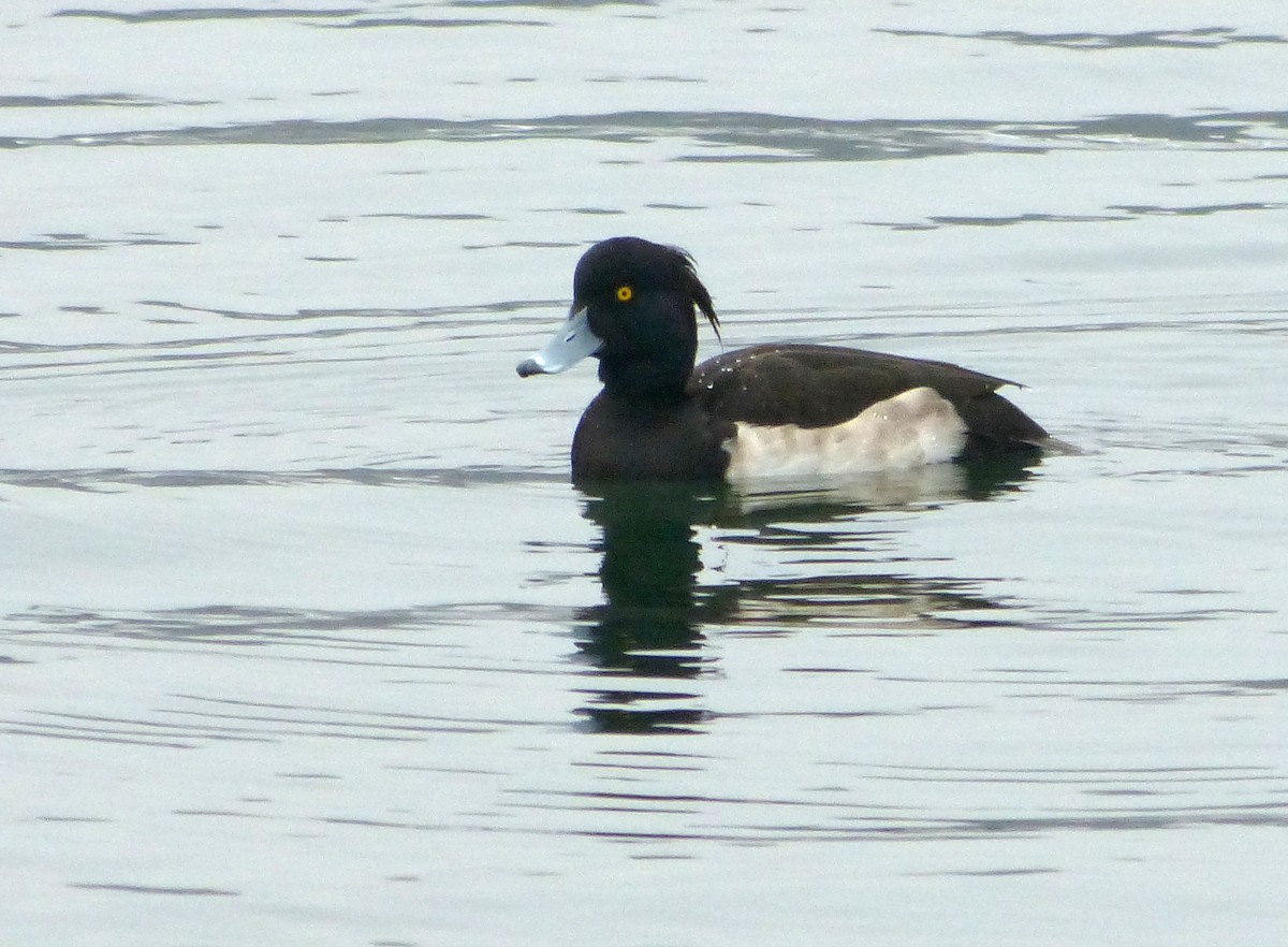 Tufted Duck - ML123644851