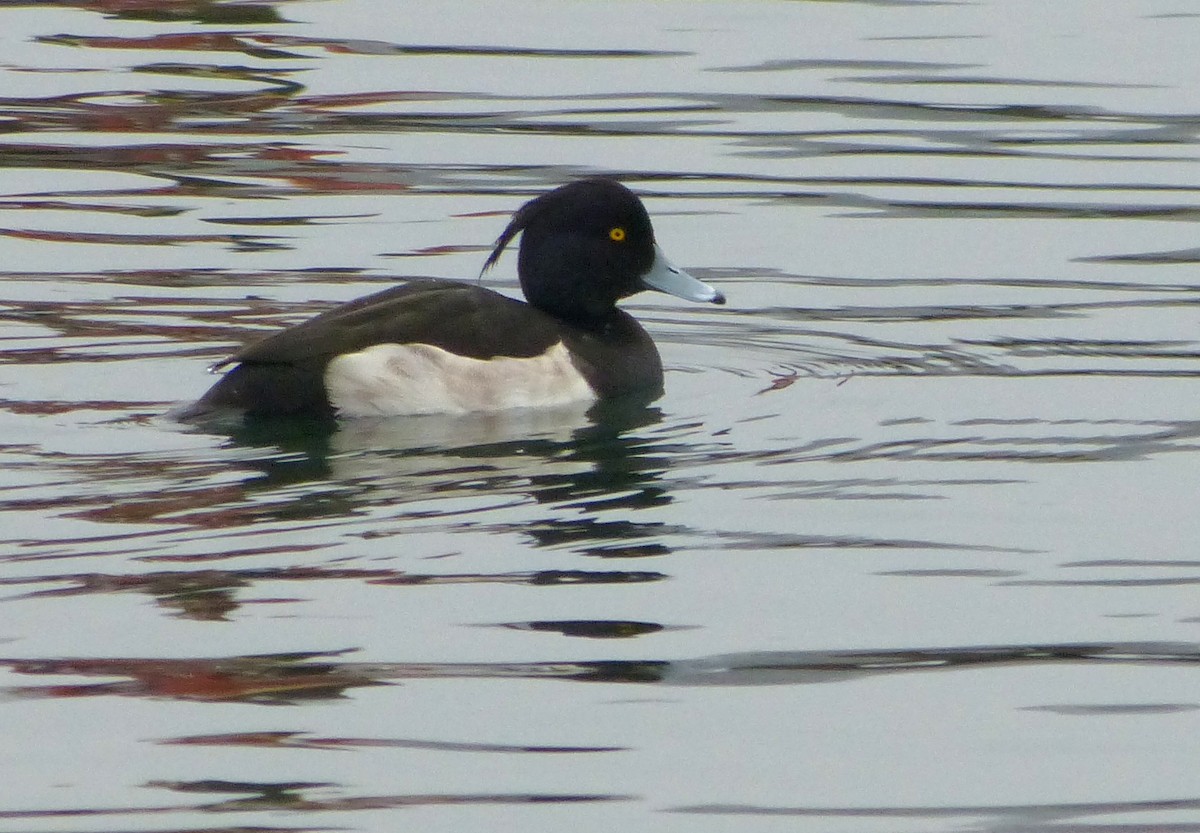 Tufted Duck - ML123644871