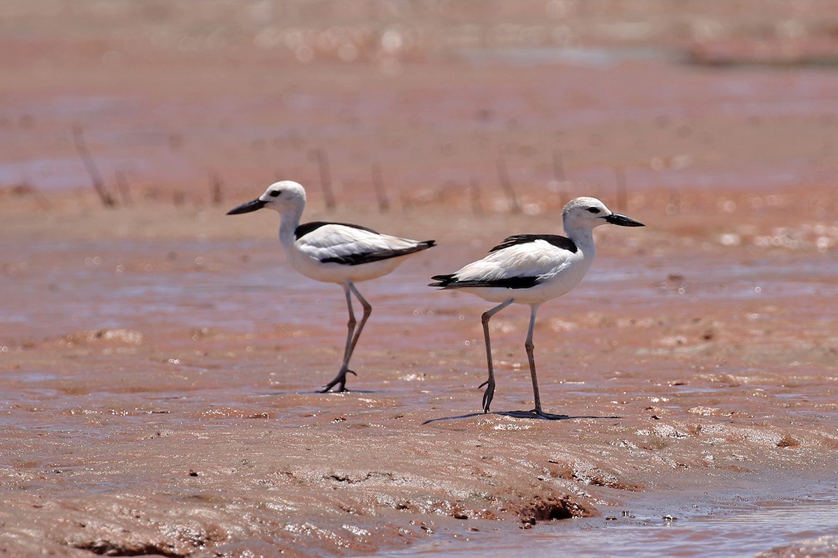 Crab-Plover - Charley Hesse TROPICAL BIRDING