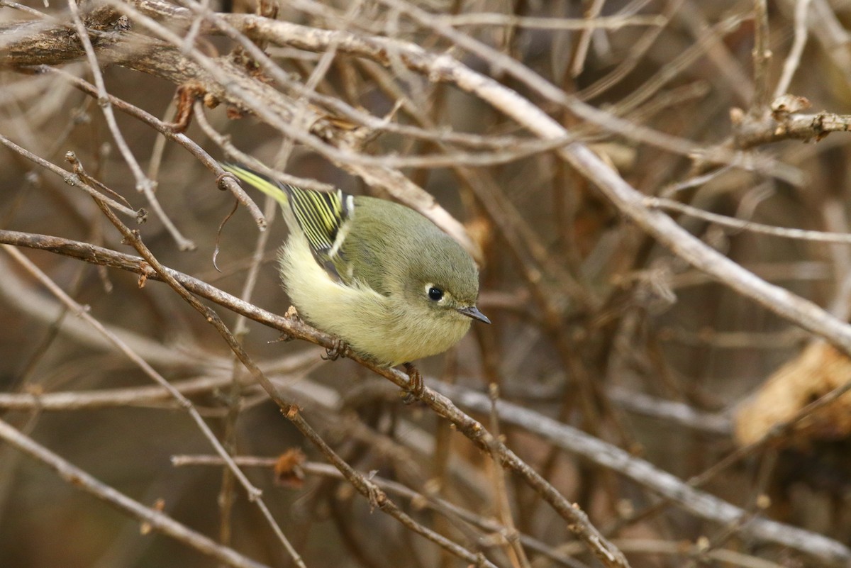Ruby-crowned Kinglet - Devin Griffiths