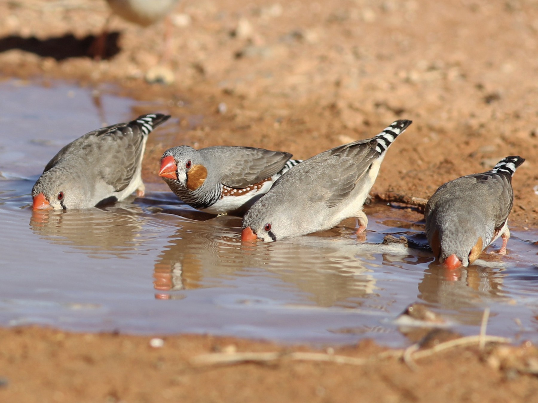 Zebra deals finch bird