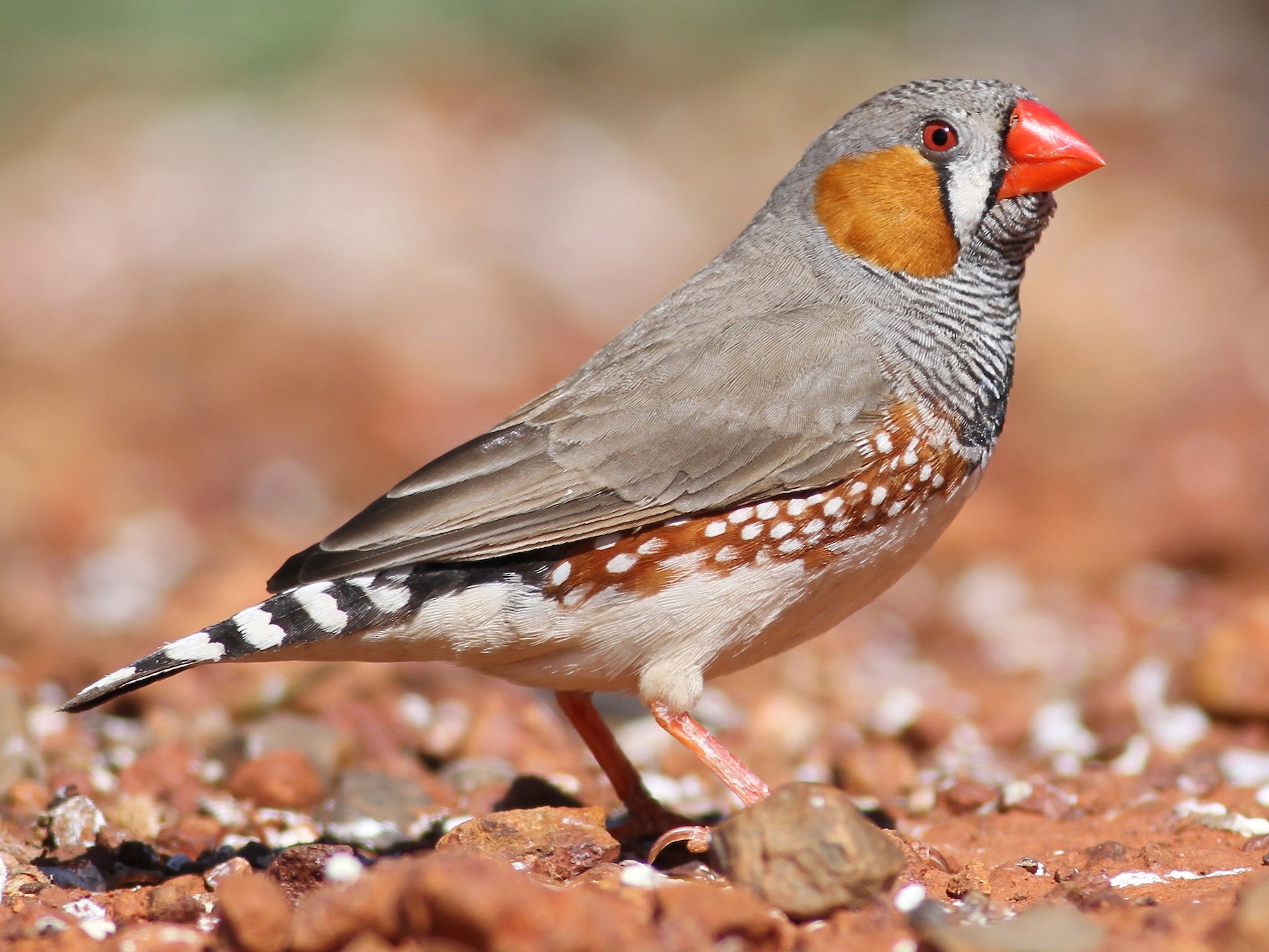 zebra finch female