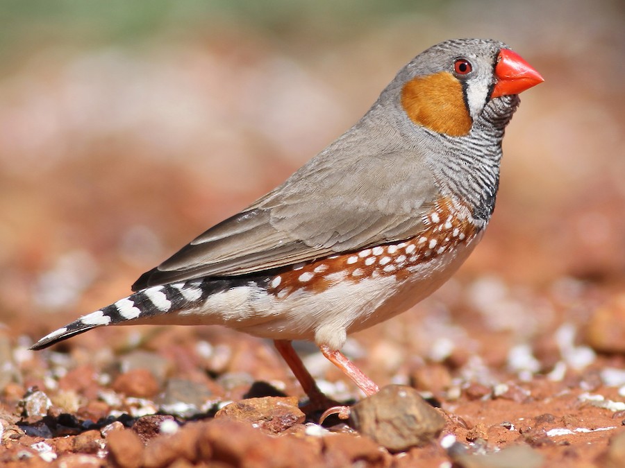 zebra finch male vs female