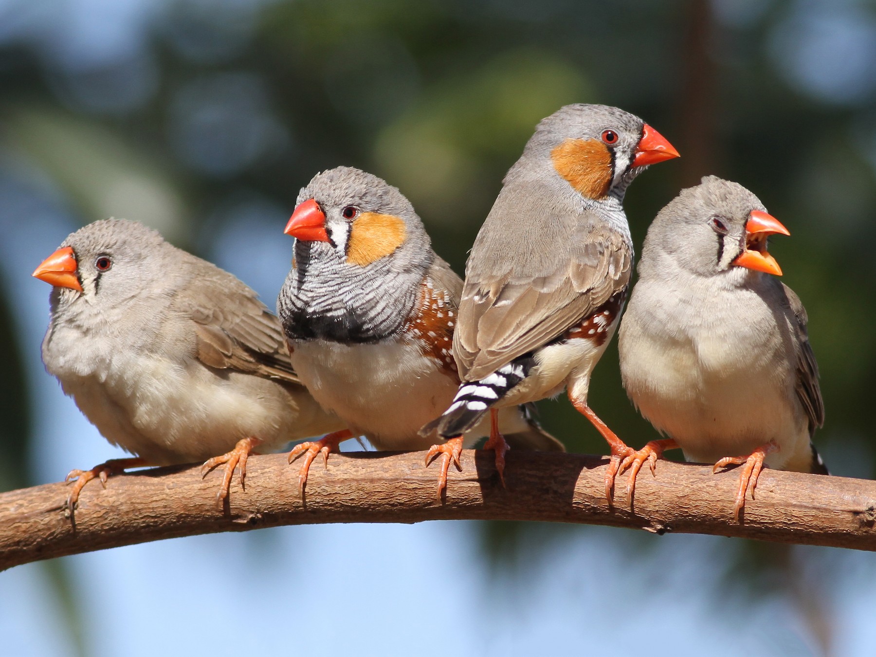 Zebra hot sale finch bird