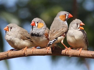 雄鳥和雌鳥 - Chris Wiley - ML123646551