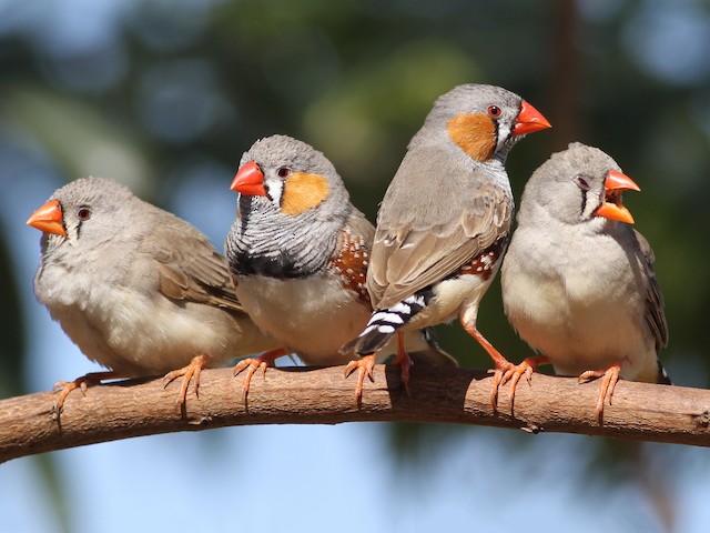 zebra finch male vs female