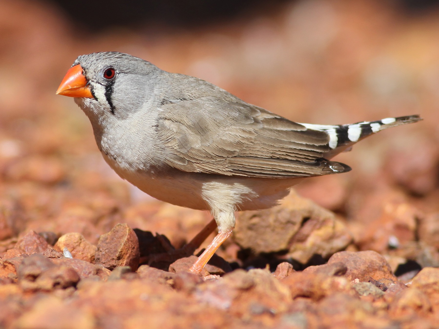 zebra finch male vs female