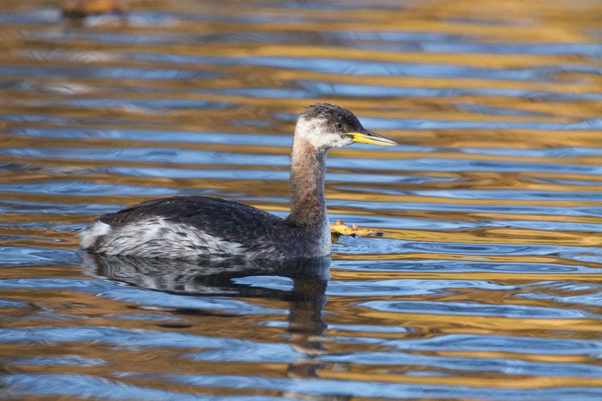 Red-necked Grebe - Alistair Walsh