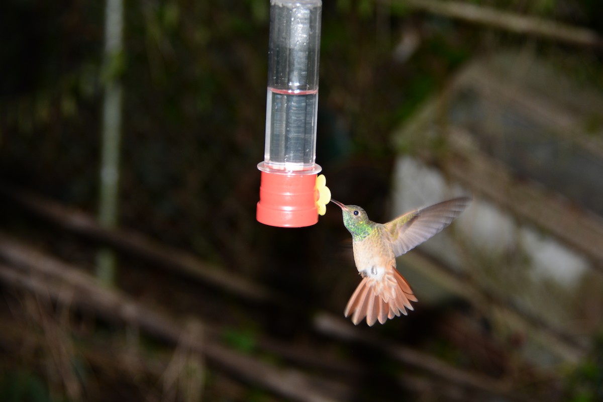 Buff-bellied Hummingbird - Mike Barfield