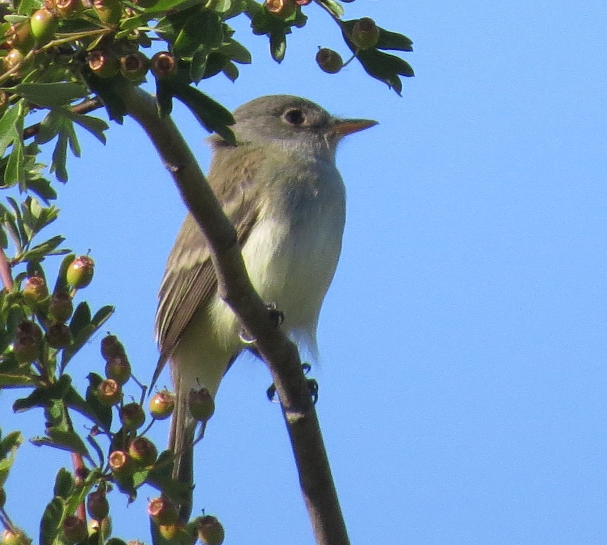 Willow Flycatcher - Mike Coulson