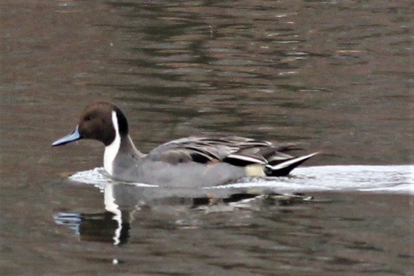 Northern Pintail - Michael Clay