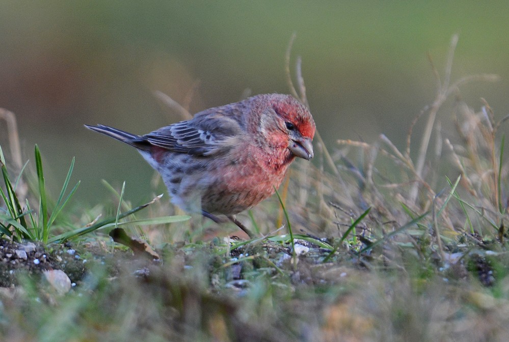 House Finch - Dick Horsey