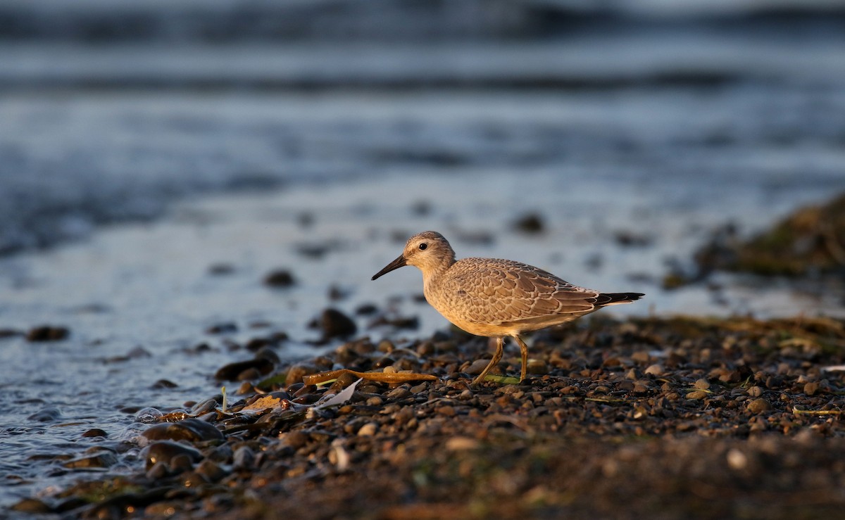 Red Knot - ML123659001