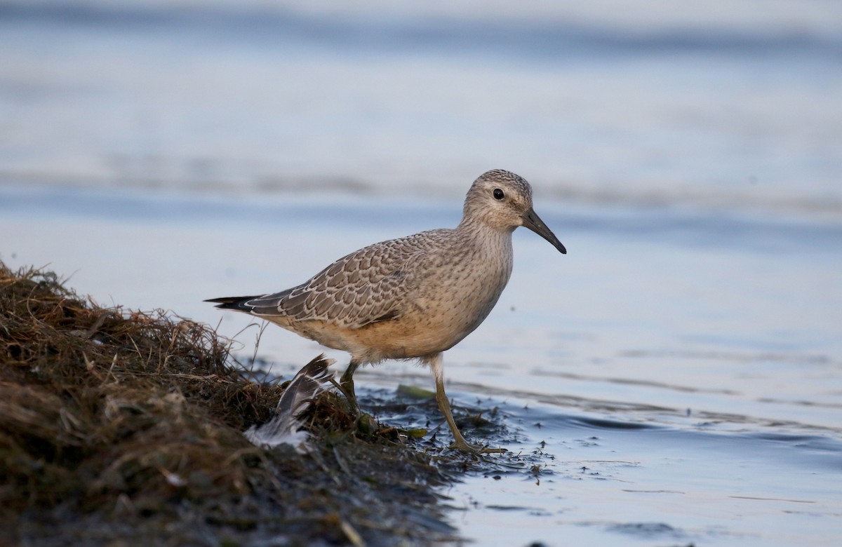 Red Knot - ML123659071