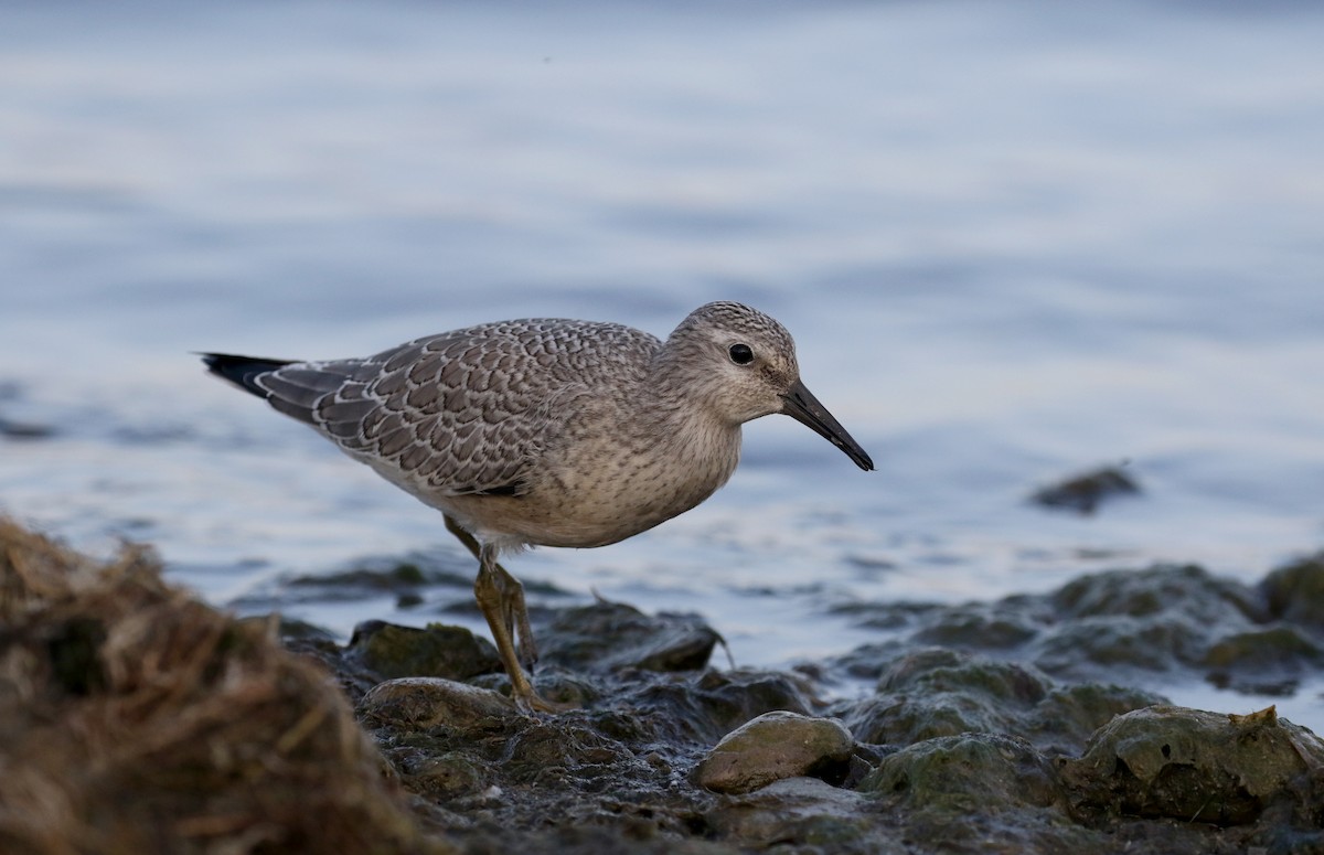 Red Knot - ML123659161