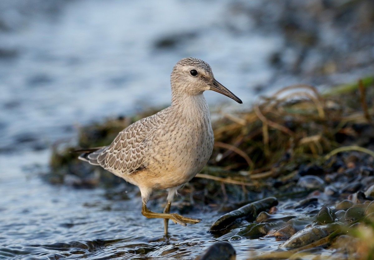 Red Knot - ML123659201