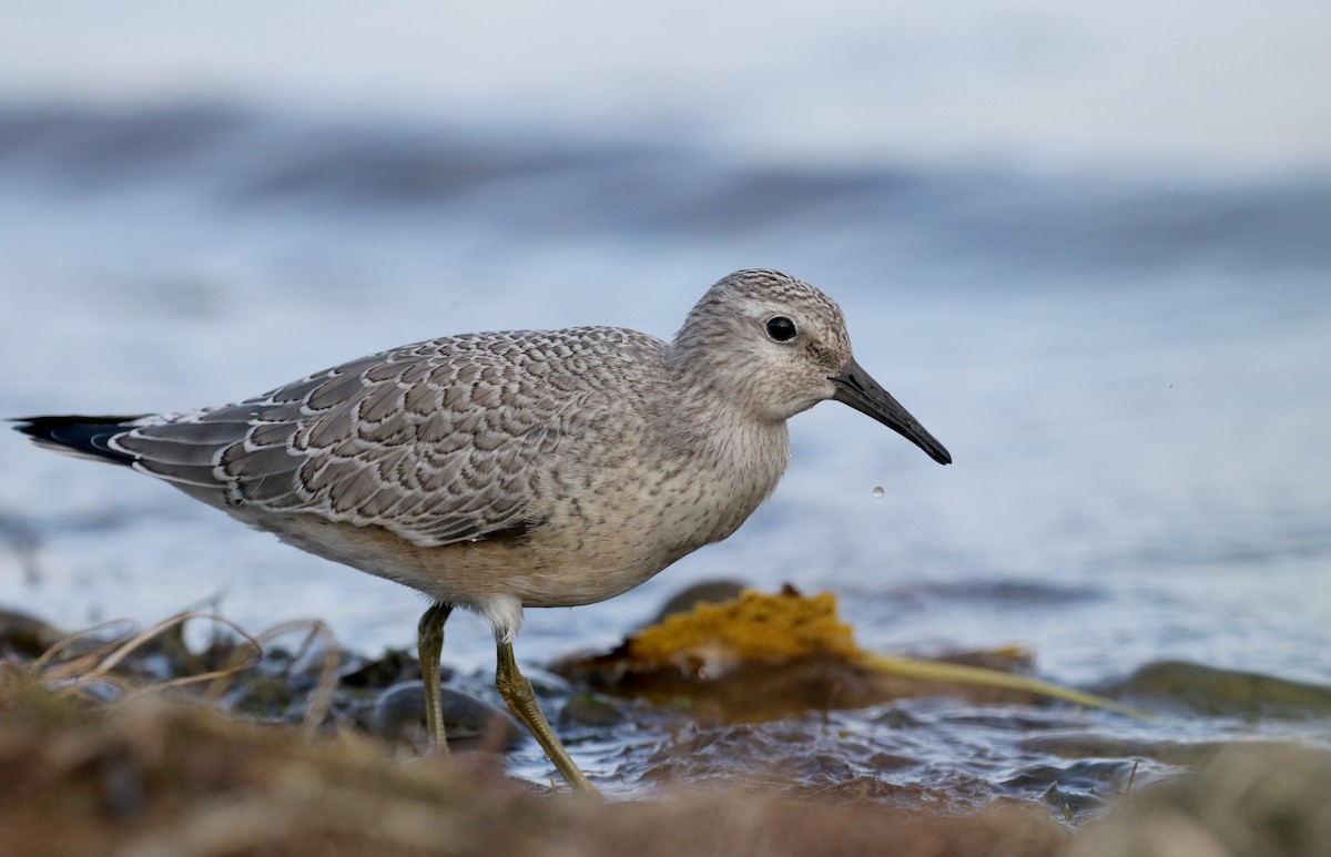 Red Knot - ML123659251