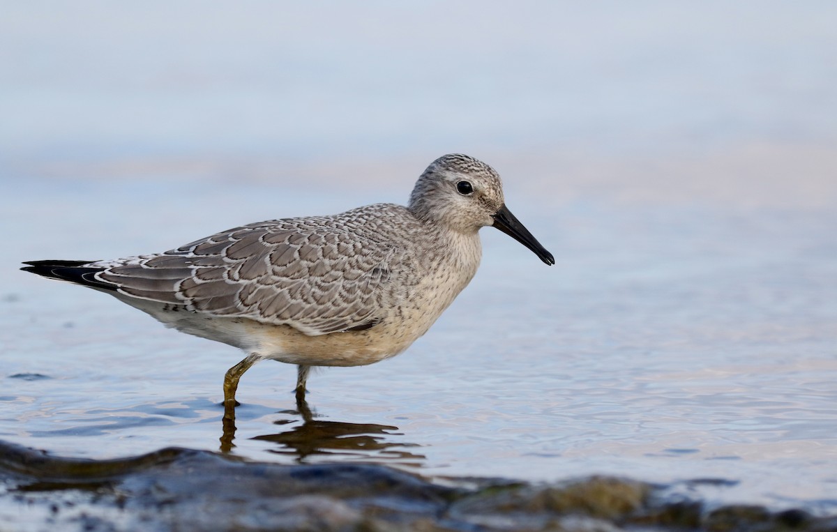 Red Knot - ML123659281