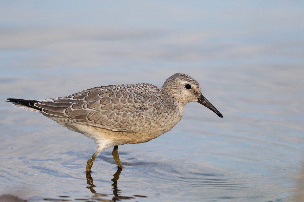 Red Knot - ML123659301