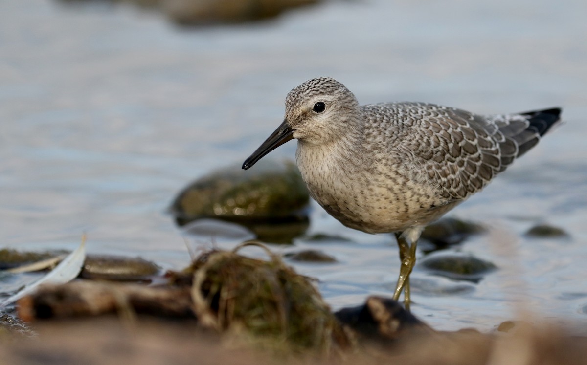 Red Knot - ML123659311