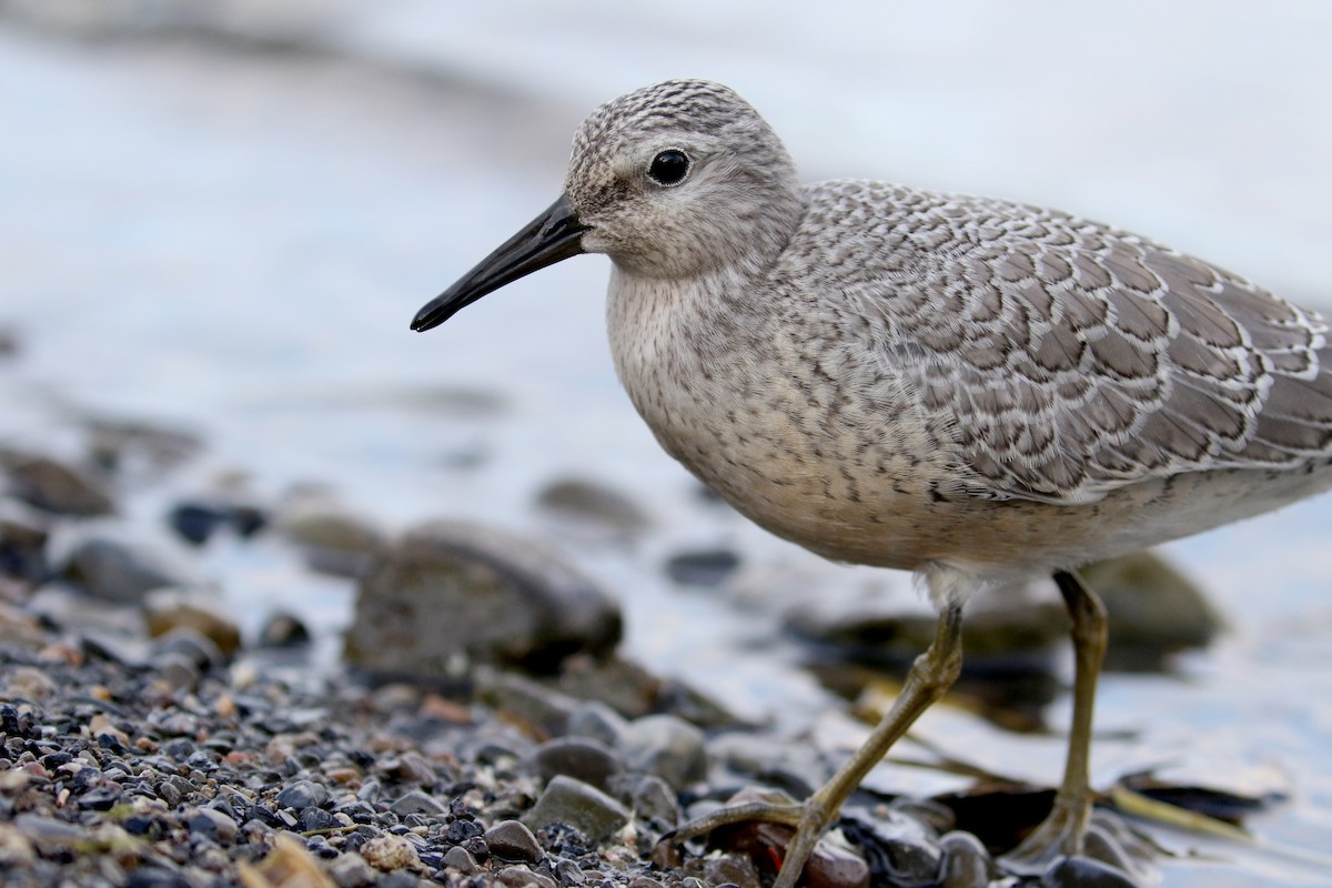 Red Knot - ML123659321