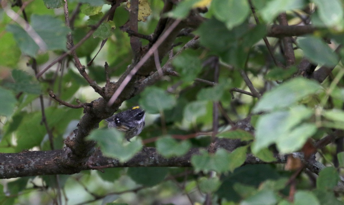 Yellow-rumped Warbler (Myrtle) - ML123662471