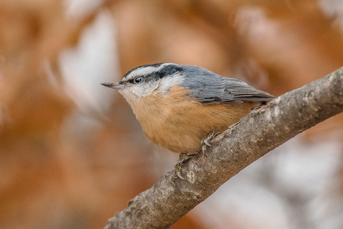 Red-breasted Nuthatch - ML123662701