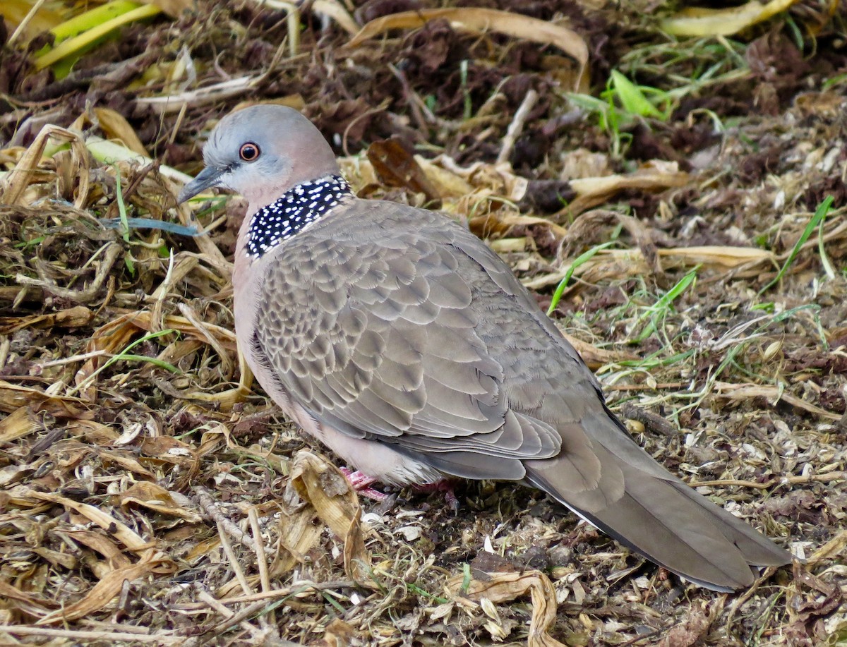 Spotted Dove - Sheila Skay