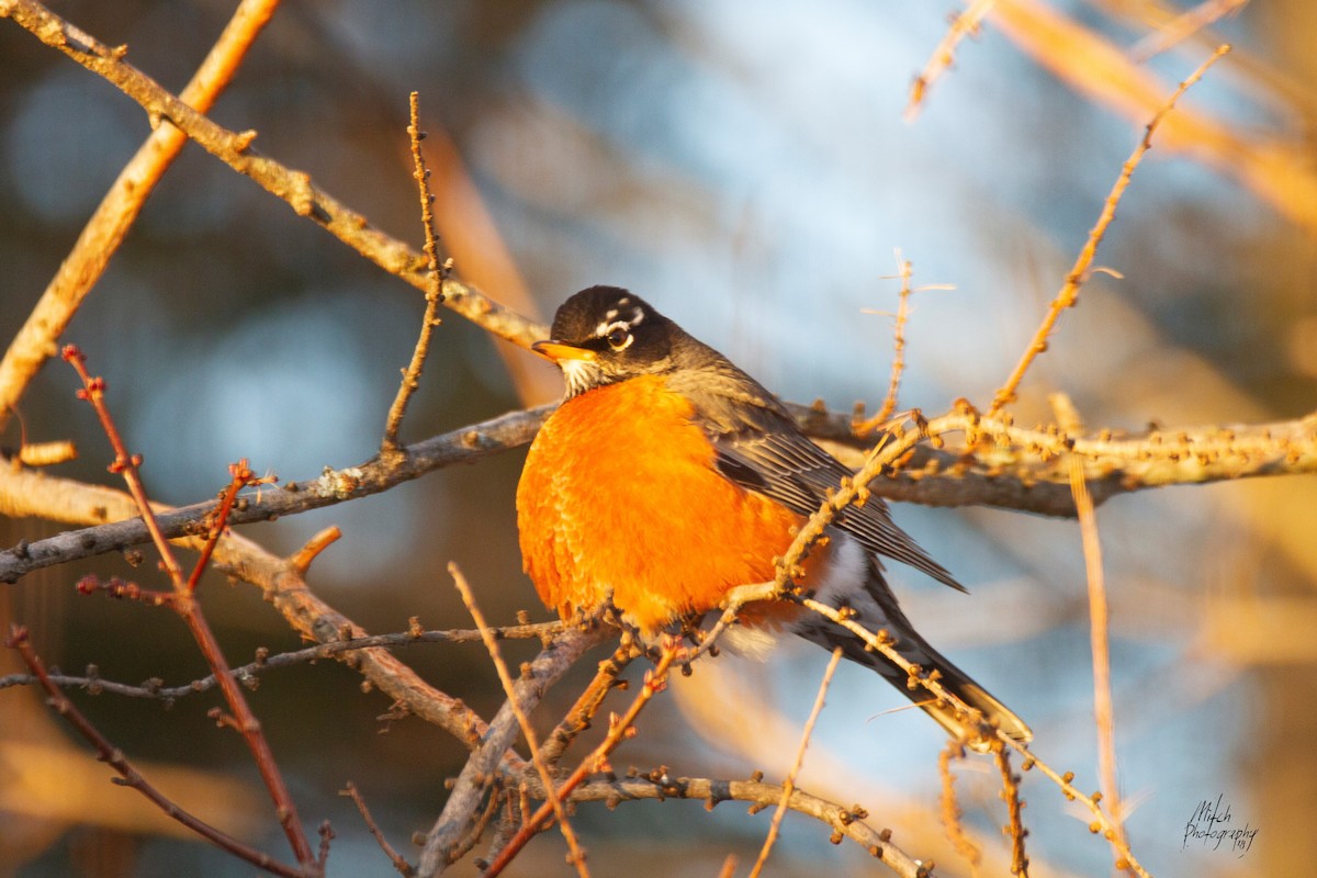 American Robin - Mitch (Michel) Doucet