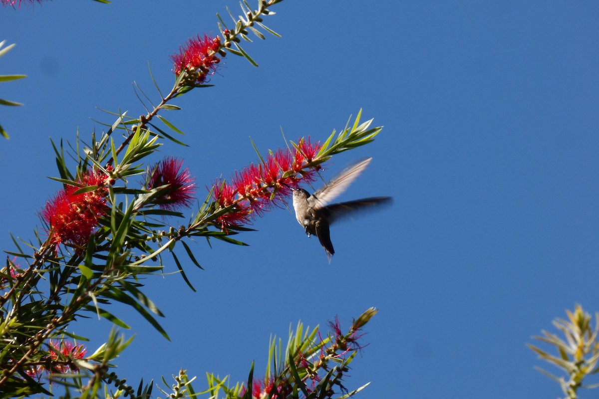 Azure-crowned Hummingbird - Axel Chiquin