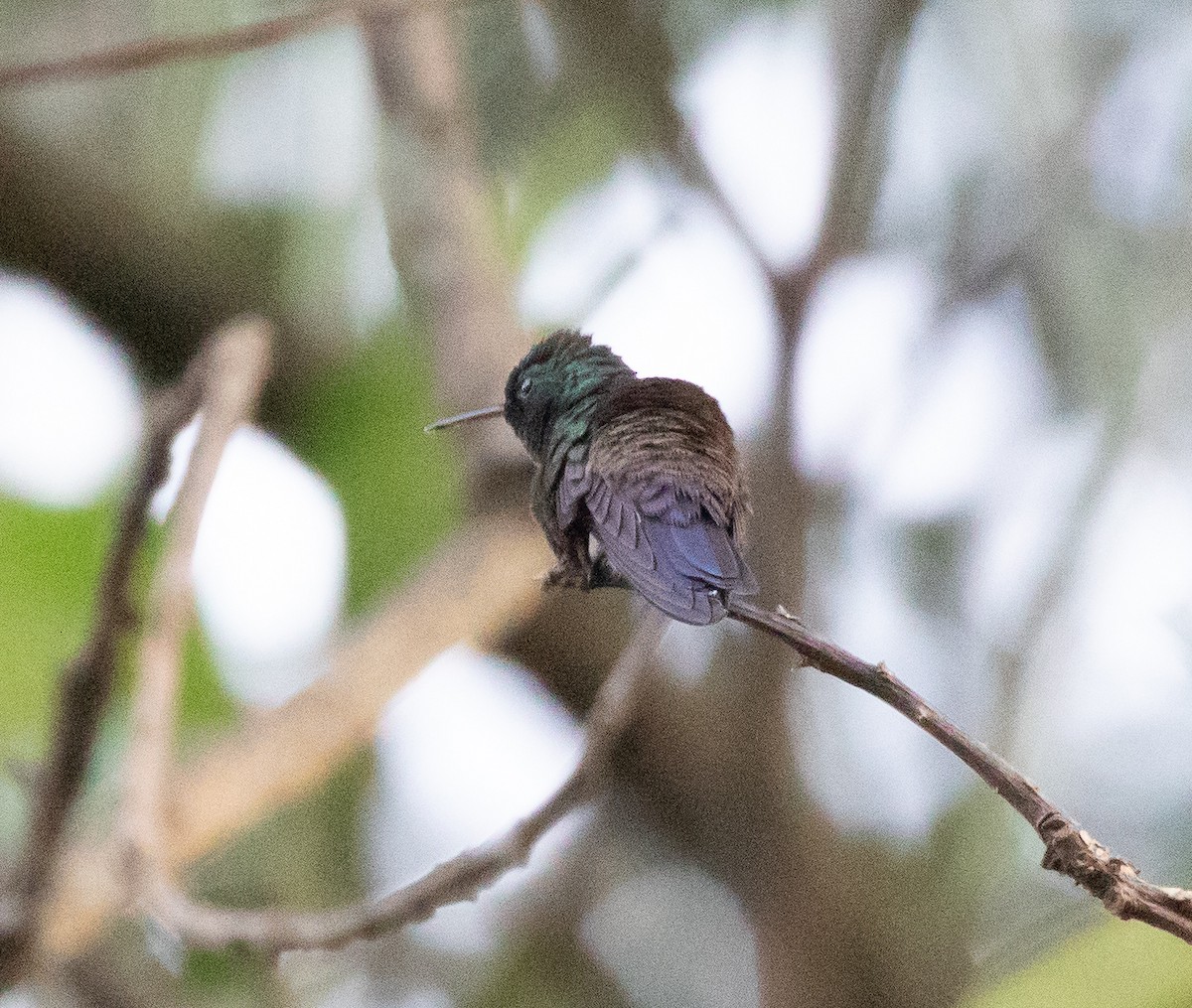 Blue-vented Hummingbird - Jeff Tingle